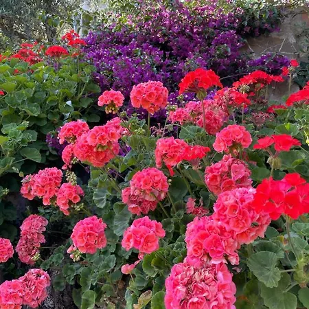 Daire Casa Belvedere *